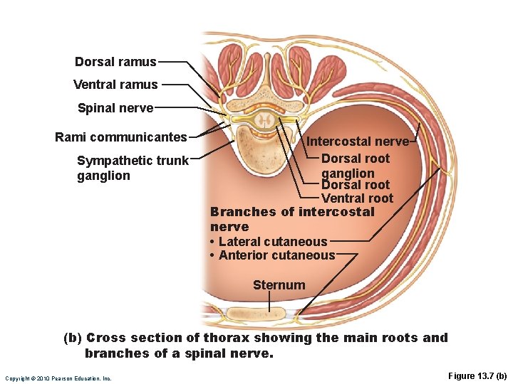 Dorsal ramus Ventral ramus Spinal nerve Rami communicantes Sympathetic trunk ganglion Intercostal nerve Dorsal