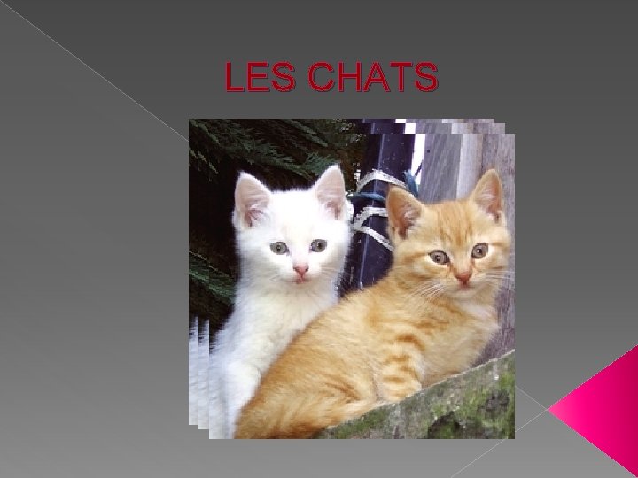 LES CHATS 