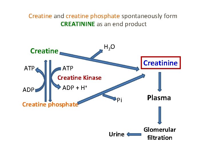 Creatine and creatine phosphate spontaneously form CREATININE as an end product Creatine ATP ADP