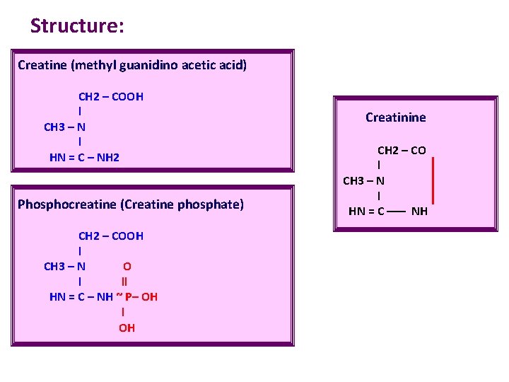Structure: Creatine (methyl guanidino acetic acid) CH 2 – COOH l CH 3 –
