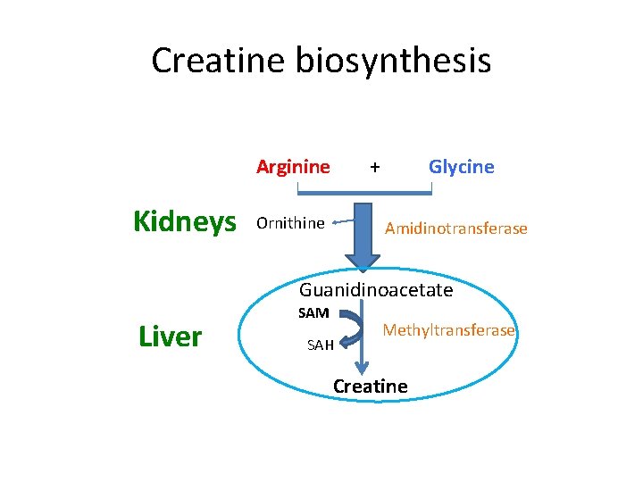 Creatine biosynthesis Arginine Kidneys + Ornithine Glycine Amidinotransferase Guanidinoacetate Liver SAM SAH Methyltransferase Creatine