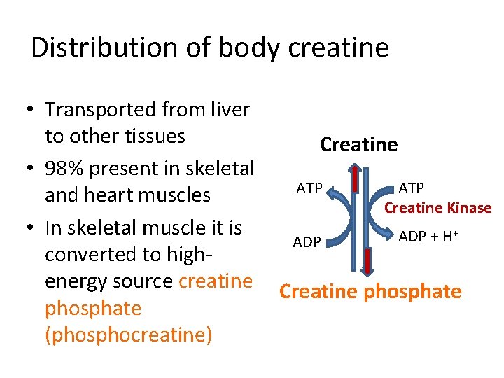 Distribution of body creatine • Transported from liver to other tissues • 98% present