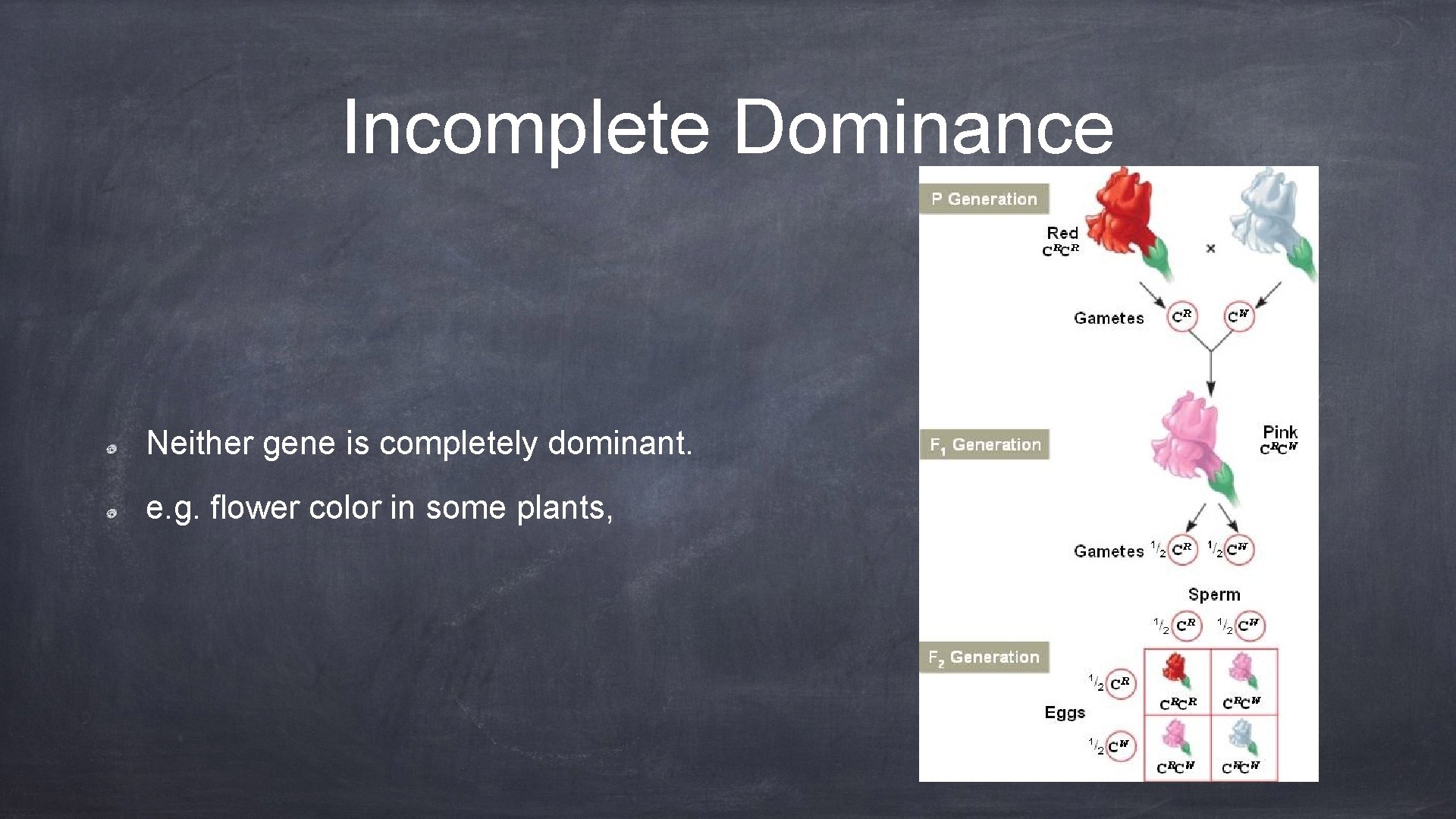 Incomplete Dominance Neither gene is completely dominant. e. g. flower color in some plants,