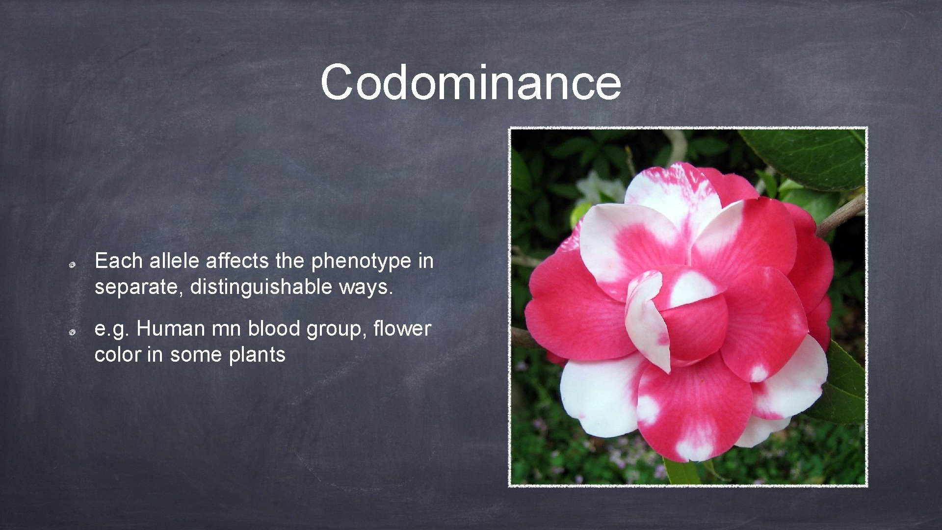 Codominance Each allele affects the phenotype in separate, distinguishable ways. e. g. Human mn