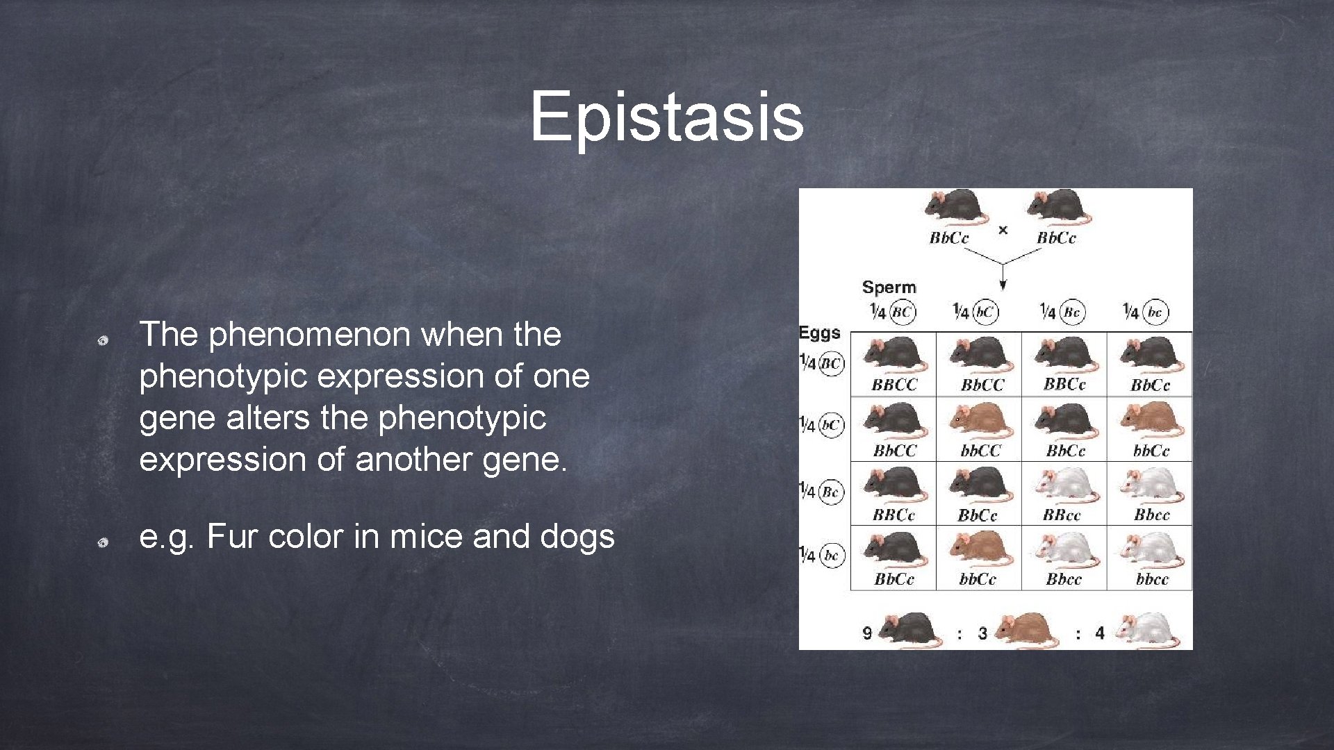 Epistasis The phenomenon when the phenotypic expression of one gene alters the phenotypic expression