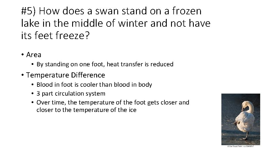 #5) How does a swan stand on a frozen lake in the middle of