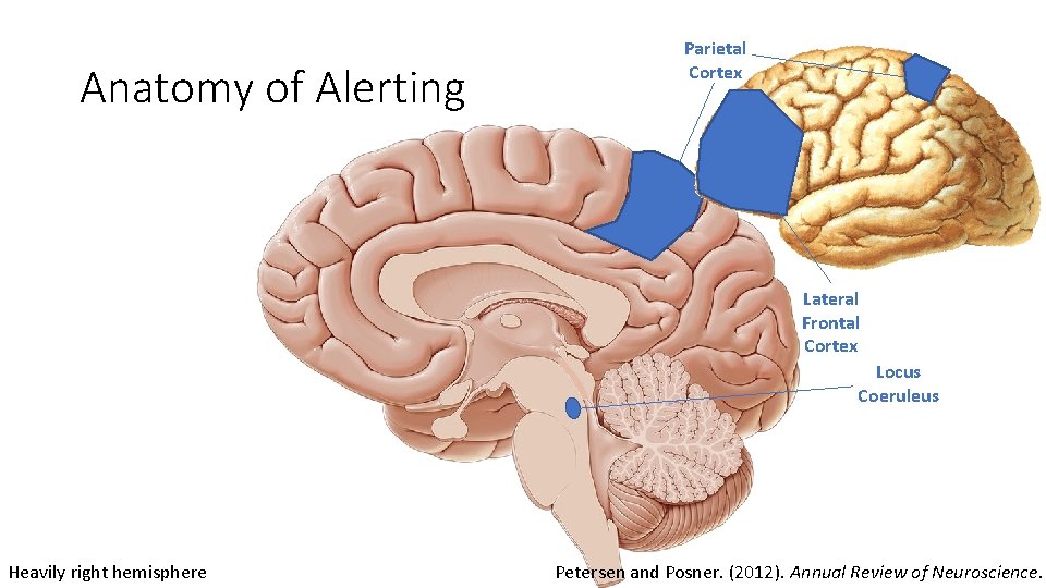 Anatomy of Alerting Parietal Cortex Lateral Frontal Cortex Locus Coeruleus Heavily right hemisphere Petersen
