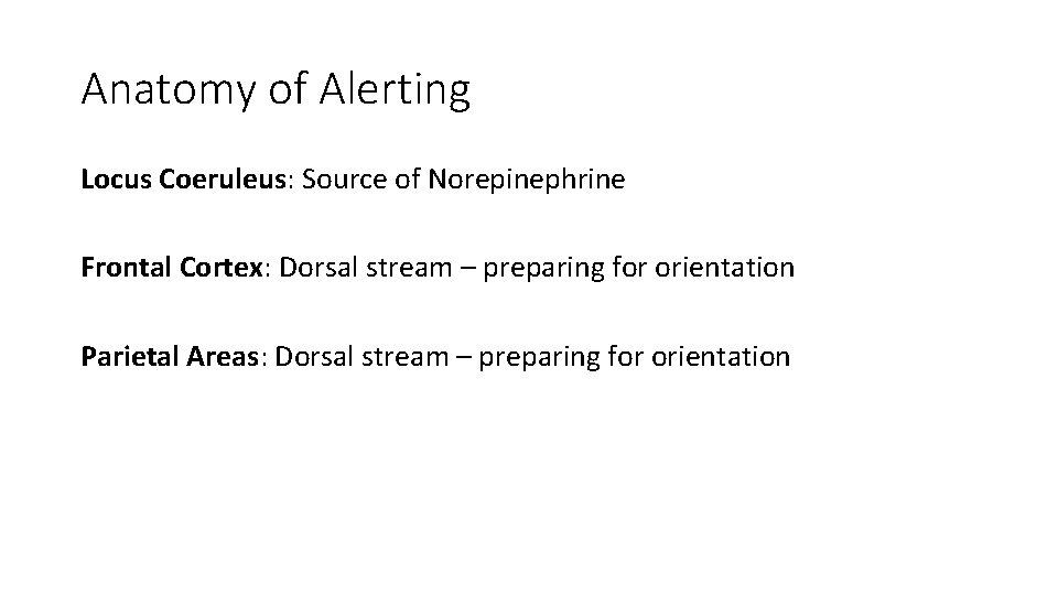 Anatomy of Alerting Locus Coeruleus: Source of Norepinephrine Frontal Cortex: Dorsal stream – preparing