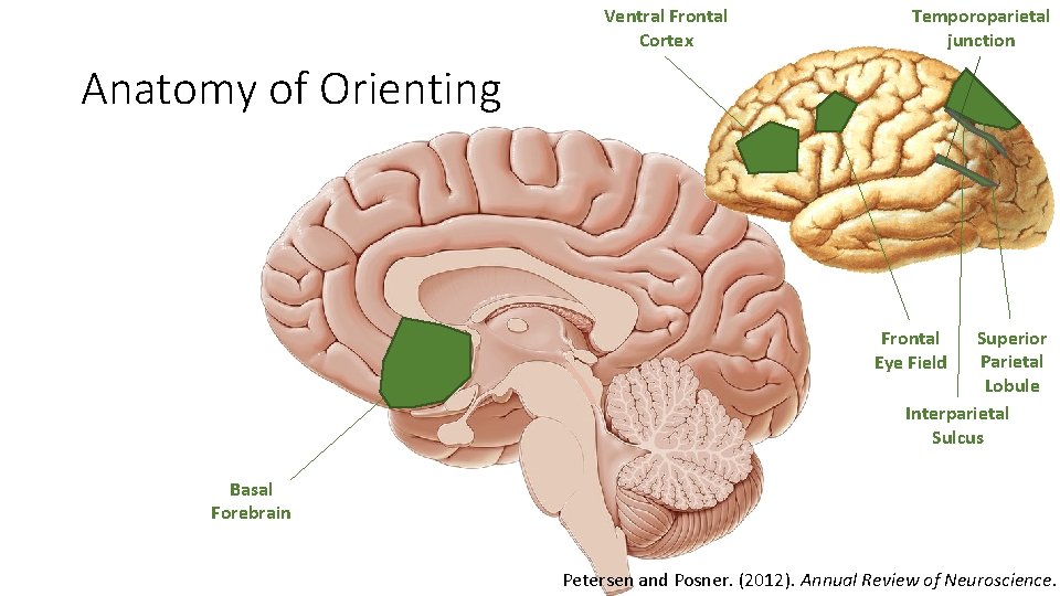 Ventral Frontal Cortex Temporoparietal junction Anatomy of Orienting Superior Parietal Lobule Interparietal Sulcus Frontal