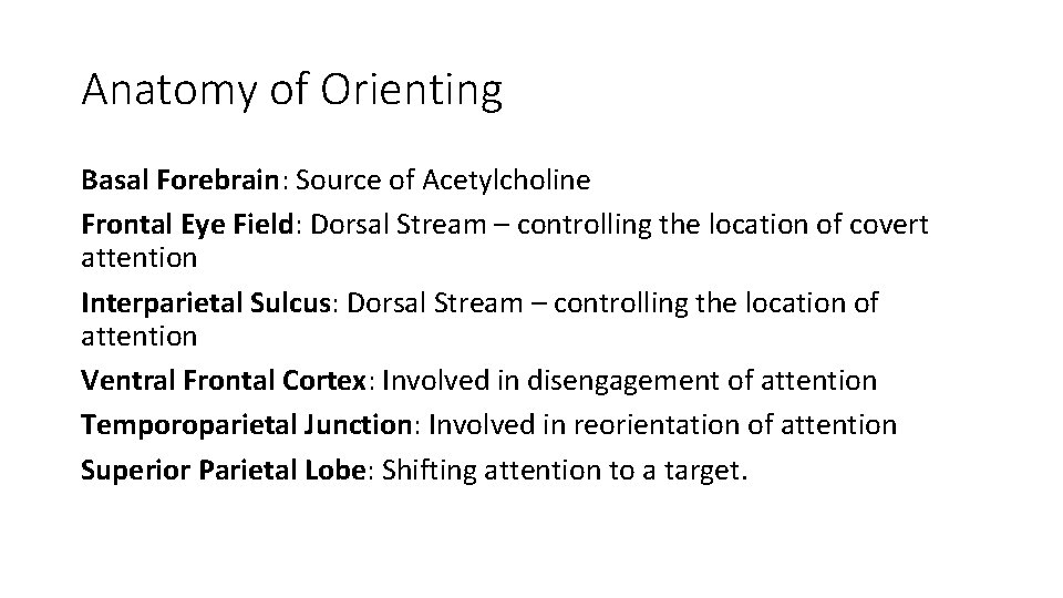 Anatomy of Orienting Basal Forebrain: Source of Acetylcholine Frontal Eye Field: Dorsal Stream –