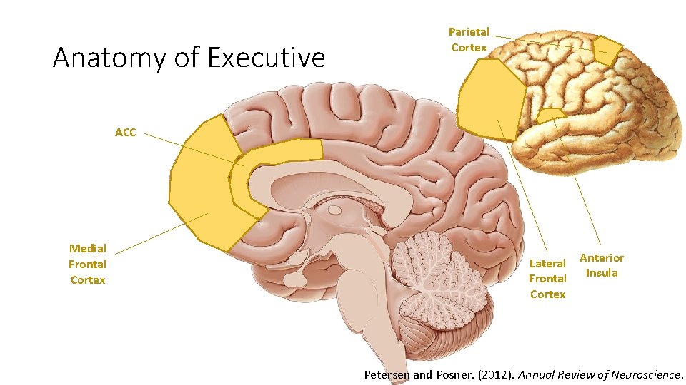 Anatomy of Executive Parietal Cortex ACC Medial Frontal Cortex Lateral Anterior Frontal Insula Cortex