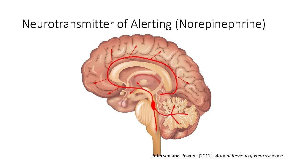 Neurotransmitter of Alerting (Norepinephrine) Petersen and Posner. (2012). Annual Review of Neuroscience. 