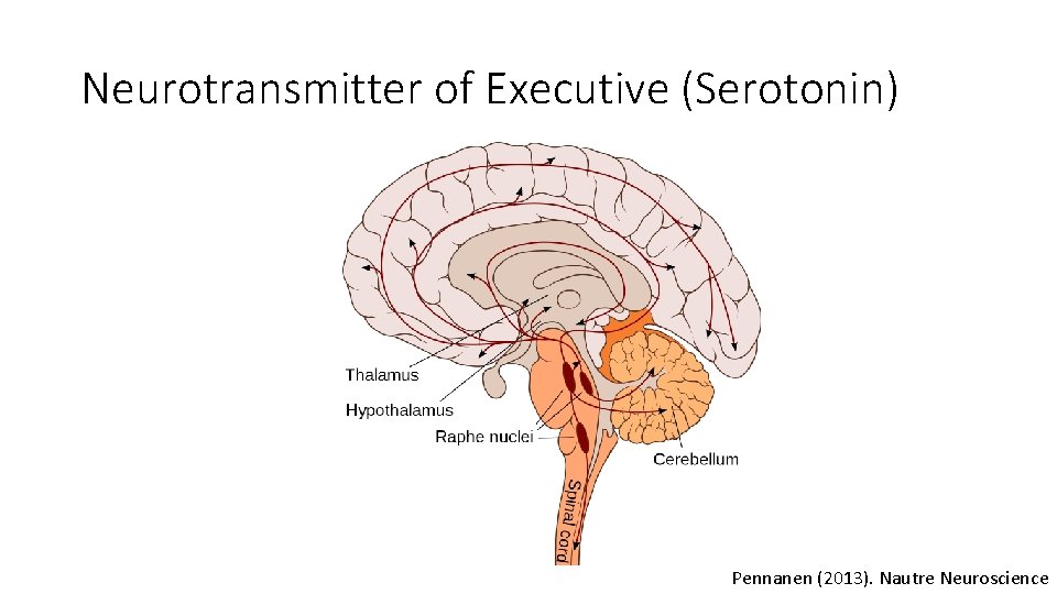 Neurotransmitter of Executive (Serotonin) Pennanen (2013). Nautre Neuroscience 