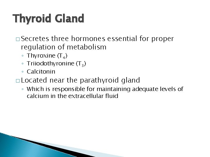 Thyroid Gland � Secretes three hormones essential for proper regulation of metabolism ◦ Thyroxine