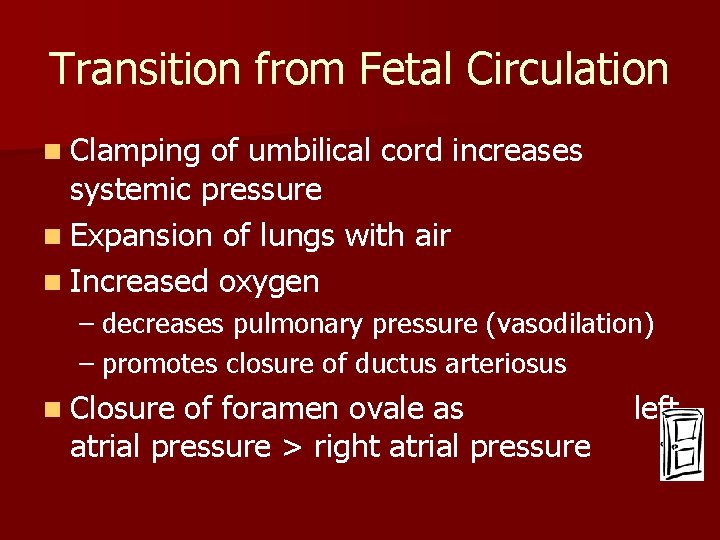 Transition from Fetal Circulation n Clamping of umbilical cord increases systemic pressure n Expansion