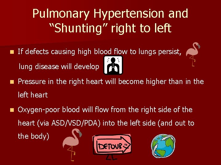 Pulmonary Hypertension and “Shunting” right to left n If defects causing high blood flow