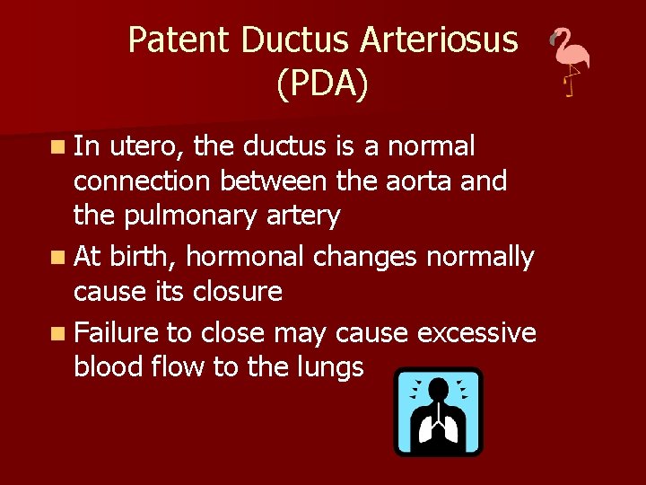 Patent Ductus Arteriosus (PDA) n In utero, the ductus is a normal connection between