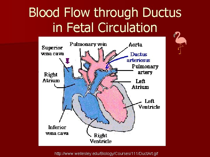 Blood Flow through Ductus in Fetal Circulation http: //www. wellesley. edu/Biology/Courses/111/Duct. Art. gif 