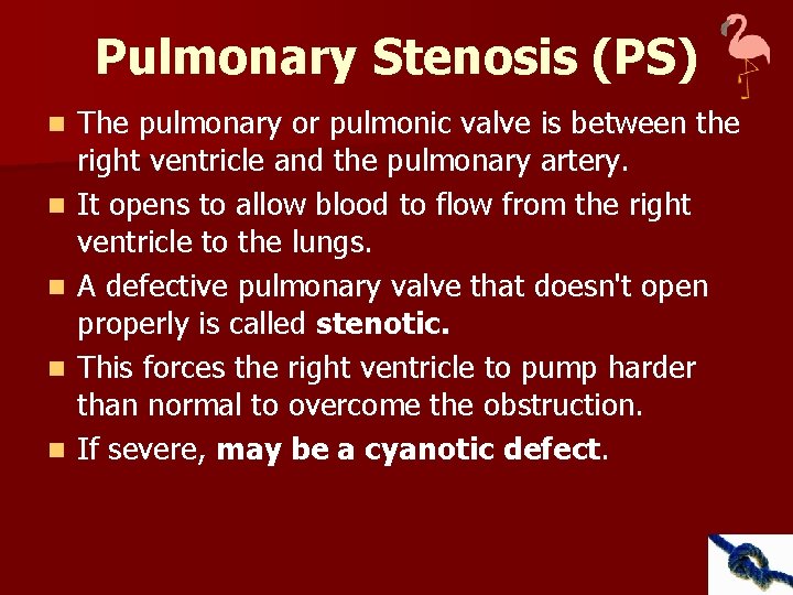 Pulmonary Stenosis (PS) n n n The pulmonary or pulmonic valve is between the