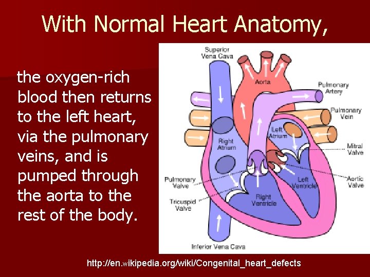 With Normal Heart Anatomy, the oxygen-rich blood then returns to the left heart, via