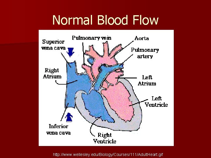 Normal Blood Flow http: //www. wellesley. edu/Biology/Courses/111/Adult. Heart. gif 