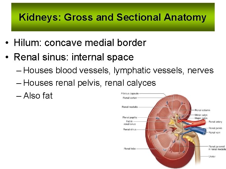 Kidneys: Gross and Sectional Anatomy • Hilum: concave medial border • Renal sinus: internal