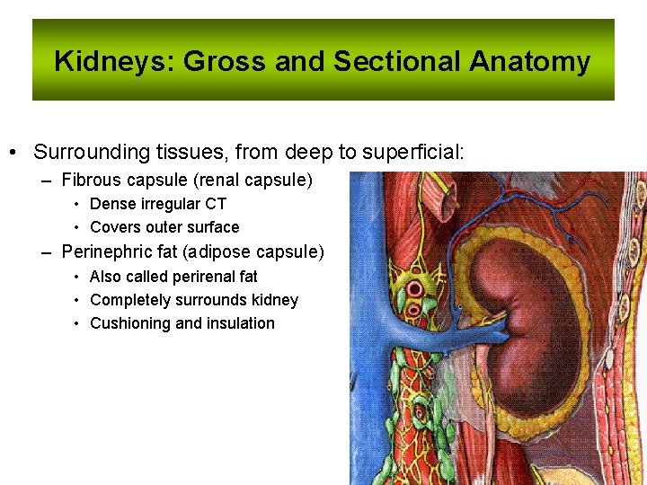 Kidneys: Gross and Sectional Anatomy • Surrounding tissues, from deep to superficial: – Fibrous