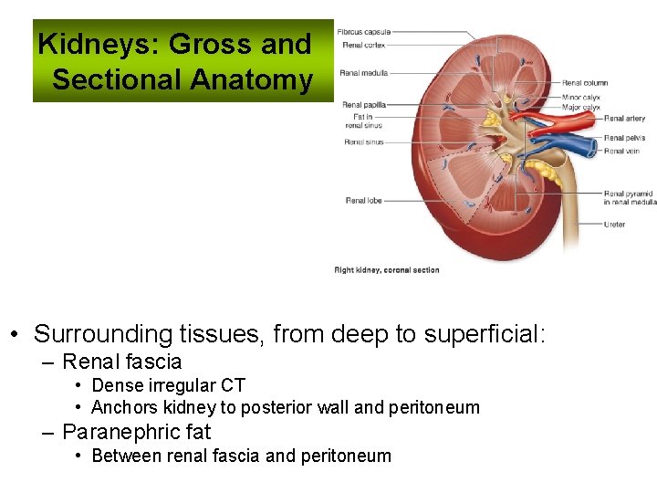 Kidneys: Gross and Sectional Anatomy • Surrounding tissues, from deep to superficial: – Renal