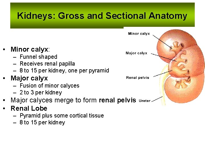 Kidneys: Gross and Sectional Anatomy • Minor calyx: – Funnel shaped – Receives renal
