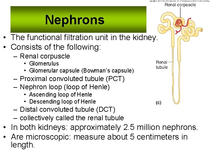 Nephrons • The functional filtration unit in the kidney. • Consists of the following: