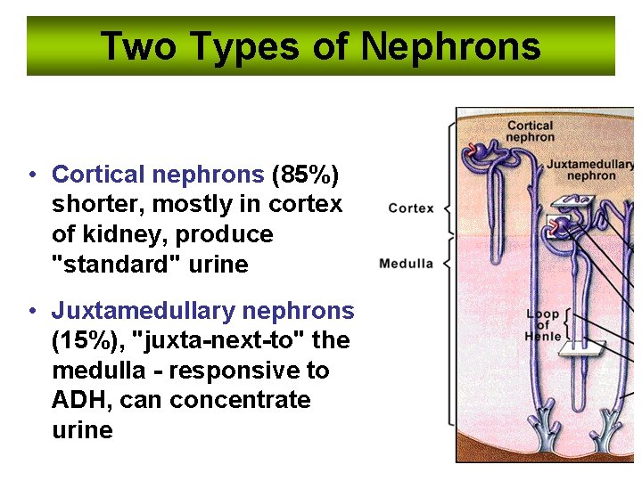 Two Types of Nephrons • Cortical nephrons (85%) shorter, mostly in cortex of kidney,