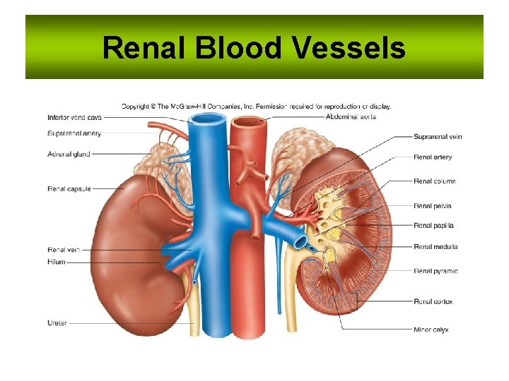 Renal Blood Vessels 