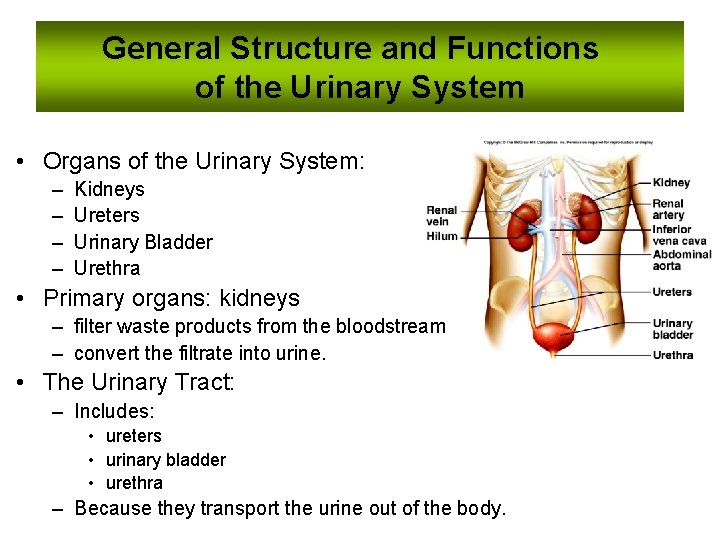 General Structure and Functions of the Urinary System • Organs of the Urinary System: