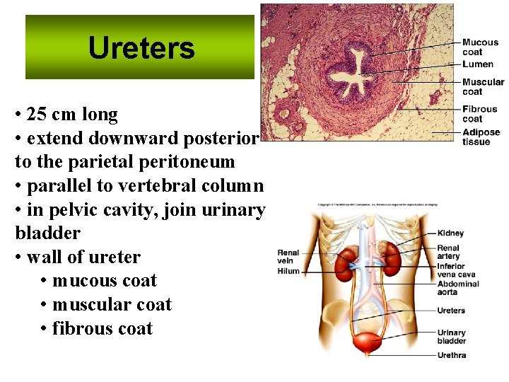Ureters • 25 cm long • extend downward posterior to the parietal peritoneum •