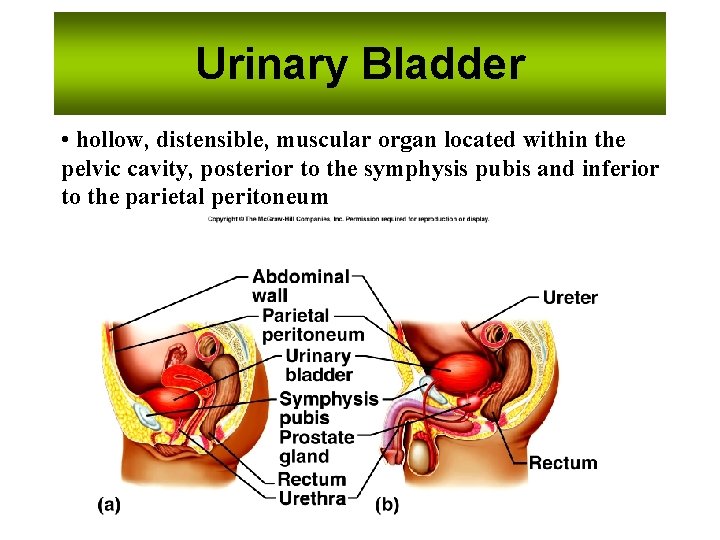 Urinary Bladder • hollow, distensible, muscular organ located within the pelvic cavity, posterior to