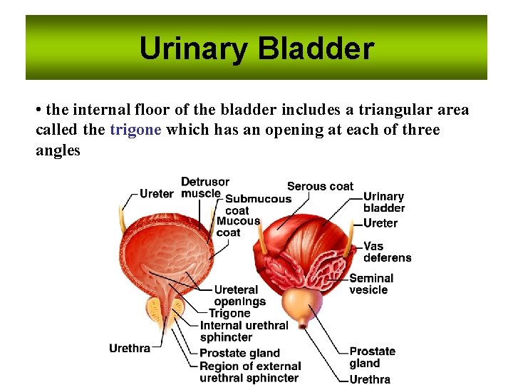 Urinary Bladder • the internal floor of the bladder includes a triangular area called