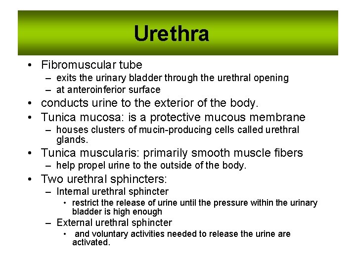 Urethra • Fibromuscular tube – exits the urinary bladder through the urethral opening –