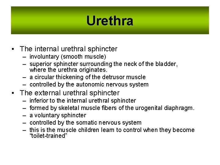 Urethra • The internal urethral sphincter – involuntary (smooth muscle) – superior sphincter surrounding