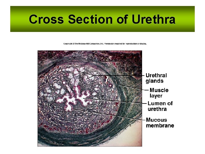 Cross Section of Urethra 