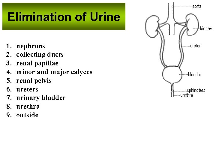 Elimination of Urine 1. 2. 3. 4. 5. 6. 7. 8. 9. nephrons collecting