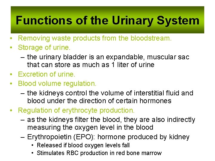 Functions of the Urinary System • Removing waste products from the bloodstream. • Storage