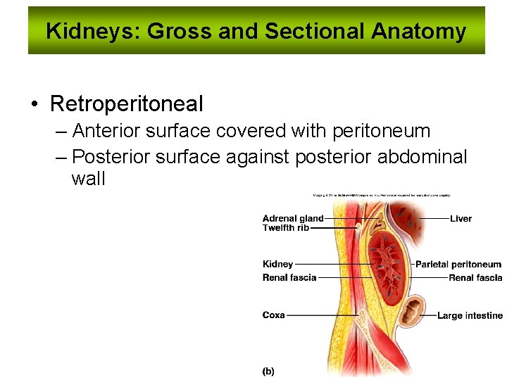 Kidneys: Gross and Sectional Anatomy • Retroperitoneal – Anterior surface covered with peritoneum –