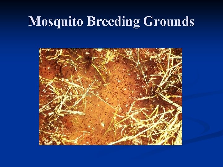 Mosquito Breeding Grounds 