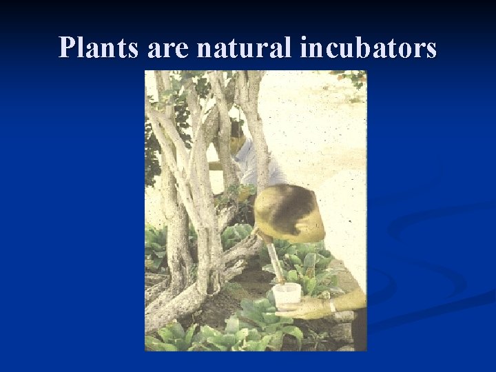 Plants are natural incubators 