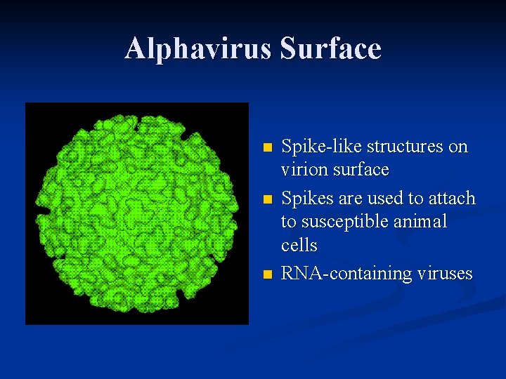 Alphavirus Surface n n n Spike-like structures on virion surface Spikes are used to
