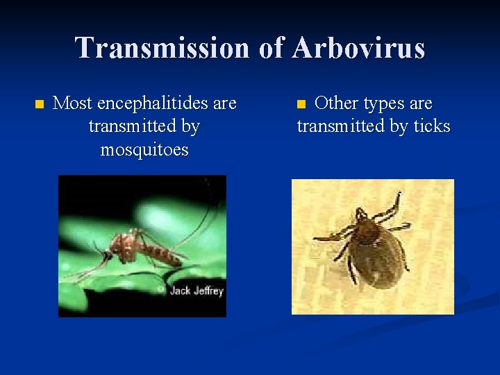 Transmission of Arbovirus n Most encephalitides are transmitted by mosquitoes Other types are transmitted