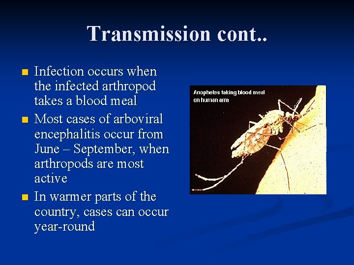 Transmission cont. . n n n Infection occurs when the infected arthropod takes a