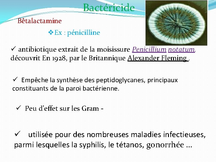 Bactéricide Bêtalactamine v. Ex : pénicilline ü antibiotique extrait de la moisissure Penicillium notatum.