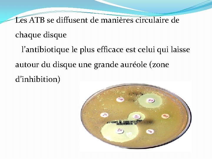 Les ATB se diffusent de manières circulaire de chaque disque l’antibiotique le plus efficace