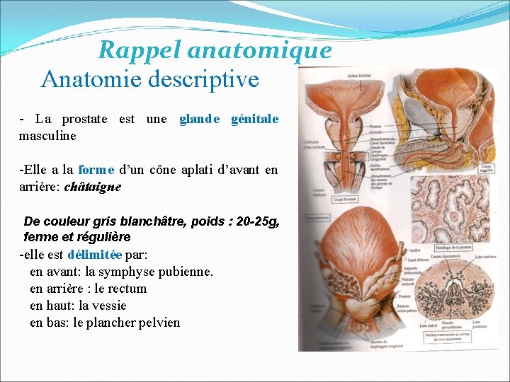 Rappel anatomique Anatomie descriptive - La prostate est une glande génitale masculine -Elle a Rappel anatomique Anatomie descriptive - La prostate est une glande génitale masculine -Elle a
